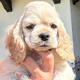 Yellow collar male - Buff male Cocker Spaniel puppy in Bonsall, California from CuttinBlue Farms