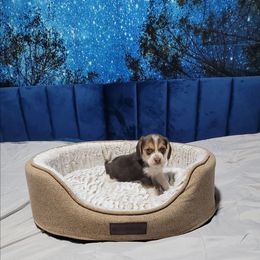 Chocolate Girl - Brown white and tan female Beagle puppy in New River, Arizona from Desert Mountain Dobermans