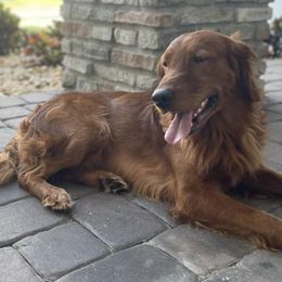 Golden Retrievers from Lake Van Kennels