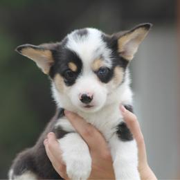 Stella - Black and tan female Pembroke Welsh Corgi puppy in Leonard, Texas from Southern Rose Corgis