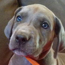 Great Dane Puppies from Blue Great Danes