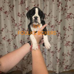 Ivy - Brindle female Boxer puppy in Mount Zion, Illinois from Foulk's Boxer Puppies
