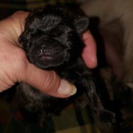 Ducky - Brindle female Pug puppy in Gadsden, Alabama from Carla's Pugs