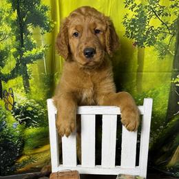 Boy 4 - Dark golden male Golden Retriever puppy in Sentinel, Oklahoma from Tux Goldens