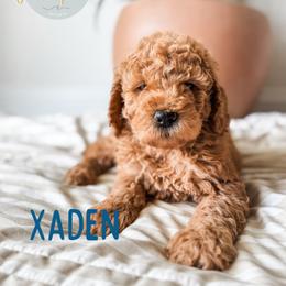 Xaden - Apricot male Goldendoodle puppy in Jacksonville, Florida from First Coast Goldendoodles