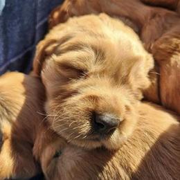 Golden Retriever Puppies from Aurora's Northern Goldens
