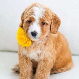 November - Brown and white female Bernedoodle puppy in Diamond Bar, California from Furrytaildoodles