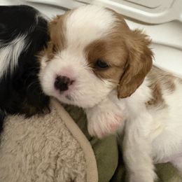 Dodge - Blenheim male Cavalier King Charles Spaniel puppy in Melbourne, Florida from Majestic Cavaliers of Melbourne FL