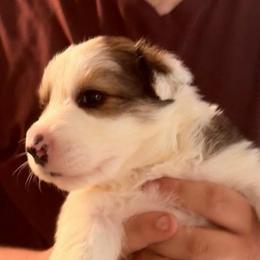Quincy - Sable male Border Collie puppy in Lebanon, Oregon from Cahill’s Canines