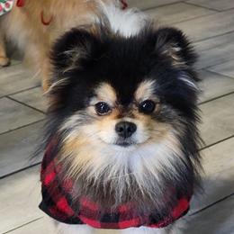 Mr. Wee - Pomeranian
