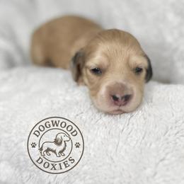 Kiwi - Cream male Dachshund puppy in Monroe, North Carolina from Dogwood Doxies