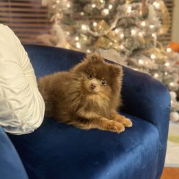 Theo - Pomeranian