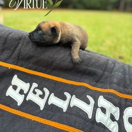 Virtue-  white - Fawn sable male Belgian Malinois puppy in North Carolina from Furia Ignis Belgian Malinois