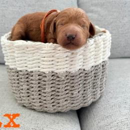 Max - Red  male Goldendoodle puppy in Archbold, Ohio from Wurster's Mini Wee Doodles