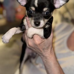 Tulip - Black and white female Chihuahua puppy in South Charleston, Ohio from Fine Whines & Lickers