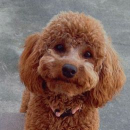 French Bulldogs and Poodles from Underground kennels