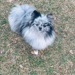 Manuka - Pomeranian