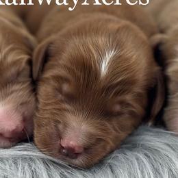 Boy 2 - Red  male Goldendoodle puppy in Milford, Indiana from Railway Acres Kennel