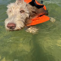 Aussiedoodle and Goldendoodle Puppies from Sweet Canaan Farm - Doodles
