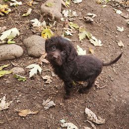 Riggin - Brown white and tan male Cockapoo puppy in Ellensburg, Washington from Dawn to Dusk Cockapoos