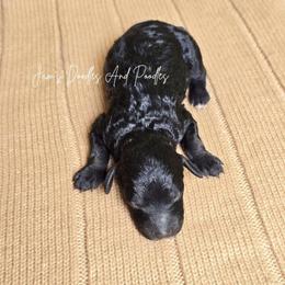 Cornell - Black female Poodle puppy in Cleveland, Georgia from Jam's Doodles And Poodles