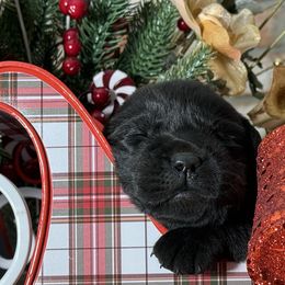 Christmas Star - Black female Labrador Retriever puppy in Dixon, California from Rosslyn Labradors (Rose-Line)