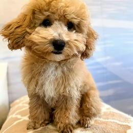 Maltipoo Puppies from Wendy's Maltipoos