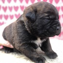 Light Green Collar Boy - Cane Corso puppy in Jeffersonville, Kentucky from K9 Guardian Cane Corso