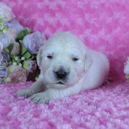 4th Pick Female - Excellent Health Tested Parents - Light golden female Golden Retriever puppy in Pasadena, Maryland from Promise Land