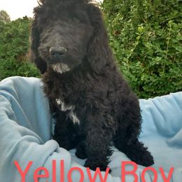 Yellow Boy - Sheepadoodle puppy in Kimberly, Idaho from Wizardwood Doodles