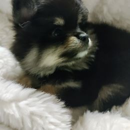 Pomeranian Puppies from Cutie Poms