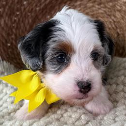 Bumble - Merle female Bernedoodle puppy in Concord, California from Golden State Good Dogs