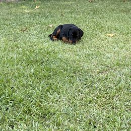 Doberman Pinscher Puppies from TeatreeDoberman