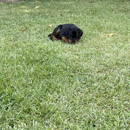 Doberman Pinscher Puppies from TeatreeDoberman