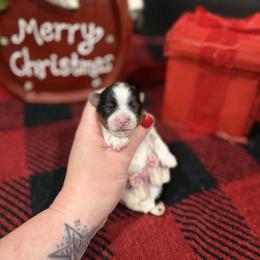 Boy one(more white) - Parti male Yorkshire Terrier puppy in Virginia from Yorkies of Boston