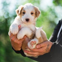 Marshall - male Australian Mountain Doodle puppy in Cortez, Colorado from Sassy Pants Pups