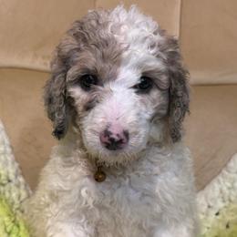Hara - Blue merle and white female Sheepadoodle puppy in Chesapeake, Virginia from Doodle-Cove