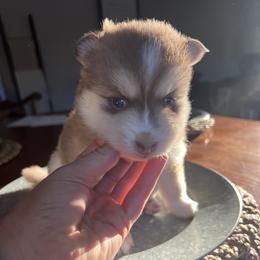 Blaine - Chocolate female Pomsky puppy in Rathdrum, Idaho from Smart Pomskies and Frenchies