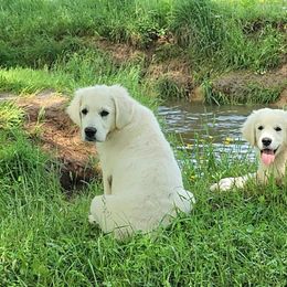 Golden Retriever Puppies from Valley Creek Farm