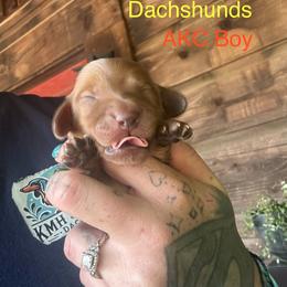 Red boy - Red male Dachshund puppy in Statesville, North Carolina from Kmh Southern Dachshunds