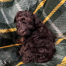 White collar - Phantom female Poodle puppy in Huntsville, Alabama from Flint River Poodles