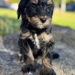 Colorado1 (Green) - male Golden Mountain Doodle puppy in Twin Falls, Idaho from Magic Valley Family Doodles