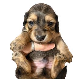 Available Cream Boy 2 - Cream male Dachshund puppy in Medina, Ohio from STORIED DOXIES