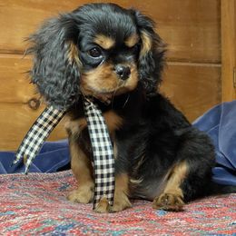Cavalier King Charles Spaniel Puppies from Lizmere Cavalier King Charles Spaniels