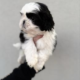 Boy 2 - Chocolate male Shih Tzu puppy in Seguin, Texas from Dolled Up Shih Tzus