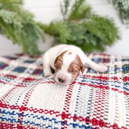 Snowpine - Parti female Goldendoodle puppy in Greencastle, Indiana from Willow & Co.