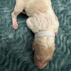 White Collar - White Borzoi puppy in Texas from Houston Borzoi