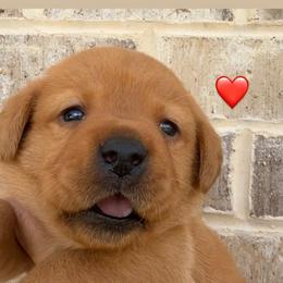Red collar - Yellow male Labrador Retriever puppy in Clinton, Tennessee from Summer Rose