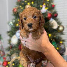 Holly (red collar) - Apricot female Goldendoodle puppy in Murrieta, California from Apricot Poodles & Goldendoodles, LLC