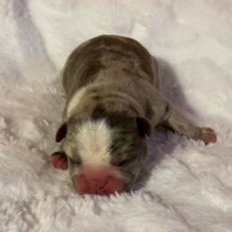 Phlox - Blue male Companion Cross puppy in Peru, Indiana from Angie's Little Bostons And Frenchies